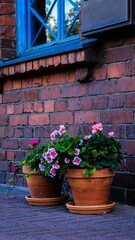 Vertical of Ivy geranium flowers in pots placed in the street against a red brick wall