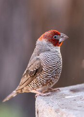 red-headed finch
