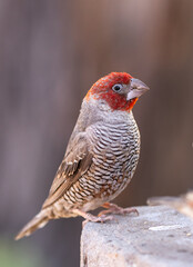 red-headed finch