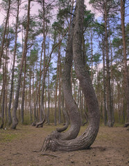 Crooked Trees or Crooked Forest ("Krzywy Las" in Polish) - bent trees near Gryfino, West Pomeranian Voivodeship, Poland