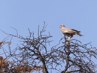 Gabar goshawk