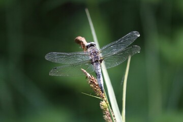 Closeup view of the Blue Chaser