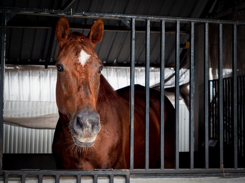 A brown horse with white spot on the head standing in a stable locked cage, looking at camera.