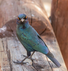 Cape glossy starling