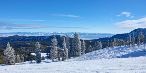 Fototapeta na wymiar Winter snowy landscape with frozen trees in the mountains in eastern Oregon.