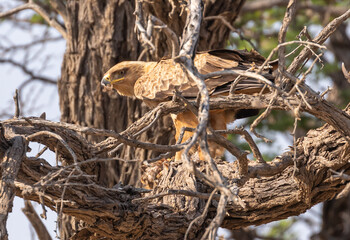 Tawny Eagle eating its catch