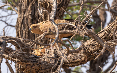 Tawny Eagle eating its catch