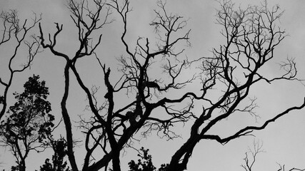 silhouette of a tree