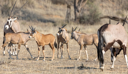 Naklejka na ściany i meble Oryx calves 