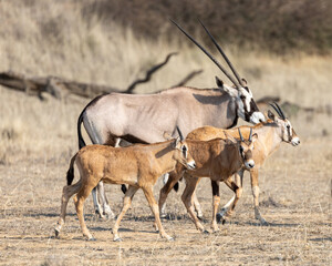 Oryx calves 