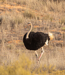 Ostrich, male