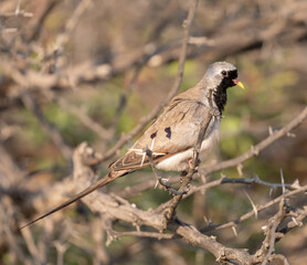 Namaqua dove