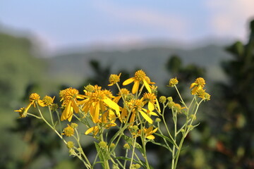 yellow flowers in the mountains