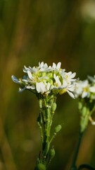 Vertical closeup of pretty white flowers in a shallow focus