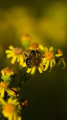 Vertical closeup of a bumblebee on the yellow flowers