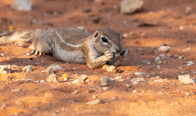 Ground squirrel