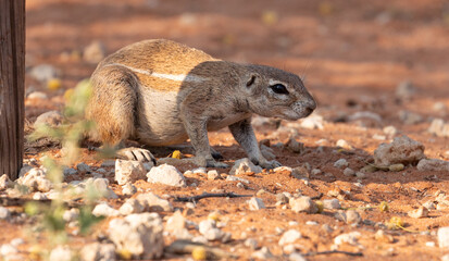 Ground squirrel