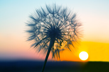 dandelion on the background of the setting sun. Nature and floral botany