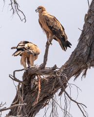 Tawny Eagle