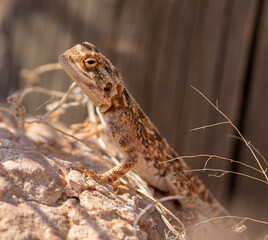 Ground agama