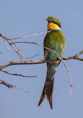 swallow-tailed bee-eater