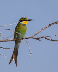 swallow-tailed bee-eater