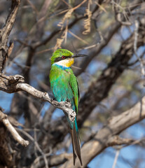 swallow-tailed bee-eater
