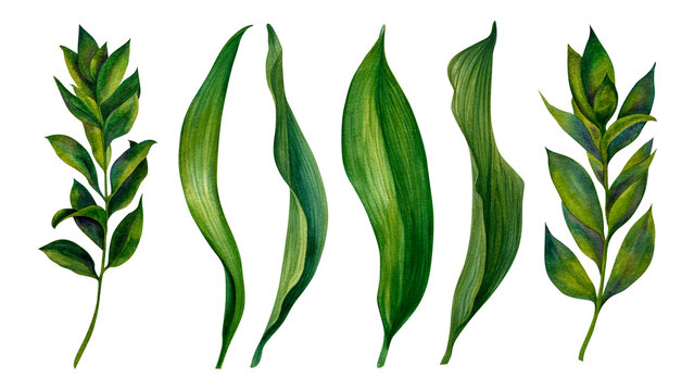 Hand drawn watercolor green aspidistra leaves for wedding, birthday, greeting card, menu, banner, border, stickers. Elements isolated on a white background.