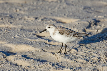 Sanderling scours the beach looking for small bits of food.