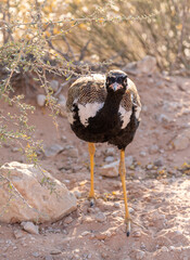 northern black korhaan