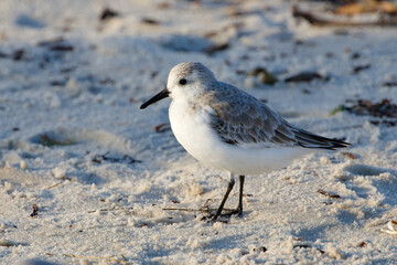 Sanderling scours the beach looking for small bits of food.