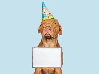 Lovable, pretty puppy, bright party hat and sign for a congratulatory inscription. Close-up, indoors, studio photo. Day light. Concept of care, education, obedience training and raising pet
