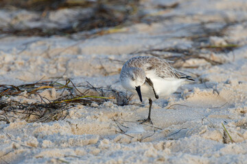 A Sanderling (calidris alba) pauses from his hunt for food for a good head scratch.