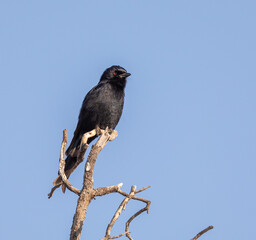 fork-tailed drongo