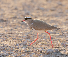 Three-banded plover