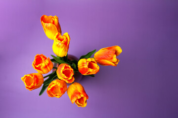 orange tulips on purple background, top view