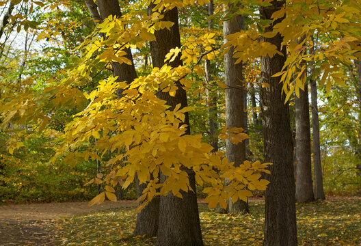 Ashe trees with golden yellow leaves