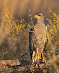 southern pale chanting goshawk
