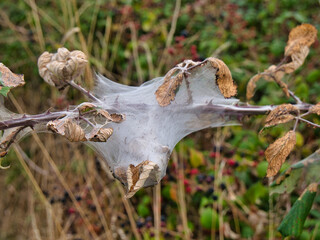A caterpillar web constructed on a plant stem with dried leaves hedgerow in Suffolk, England, UK.