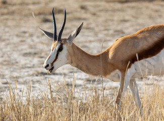 springbok