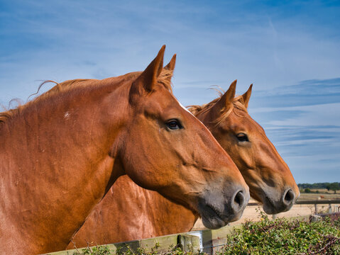 A close up of two Suffolk Punch heavy horses. Taken on a sunny day in summer with a blue sky.