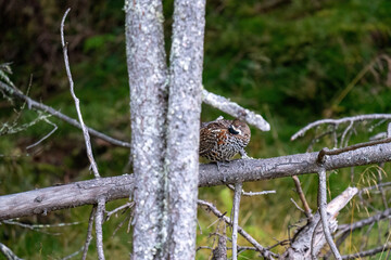a hazel grouse, tetrastes bonasia,  perching on a branch