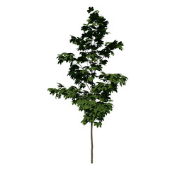 Front view of Plant (Acer platanoides Norway maple 1) Tree png 