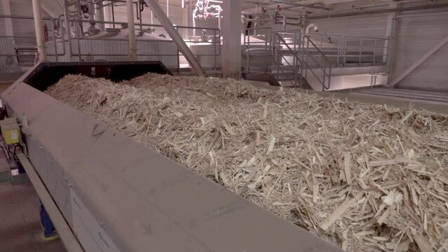 moving sawdust on a conveyor belt. wood shredding, shavings. hd
