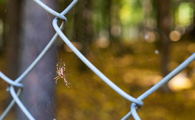 A large spider sits on a web in the forest, bright sunlight seeps through the leaves of the trees, beautiful sun bokeh.