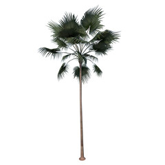 Front view of Plant (Livistona merrillii Color Palm 1) Tree png