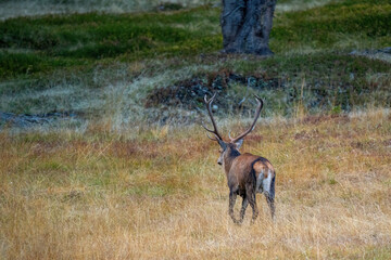 red stag, cervus elaphus, in the rutting season on the mountains at a autumn evening