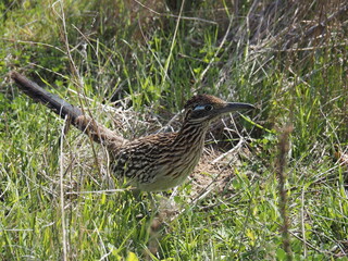 Bird in the brush