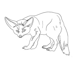 Obraz premium The fennec (Vulpes zerda), feneco or desert fox, is a carnivorous mammal that lives in the Sahara desert and the Sinai Peninsula. 