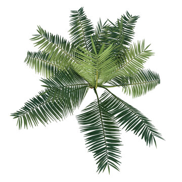 Top view of Plant (Dictyosperma album Hurricane Palm 1) Tree png 